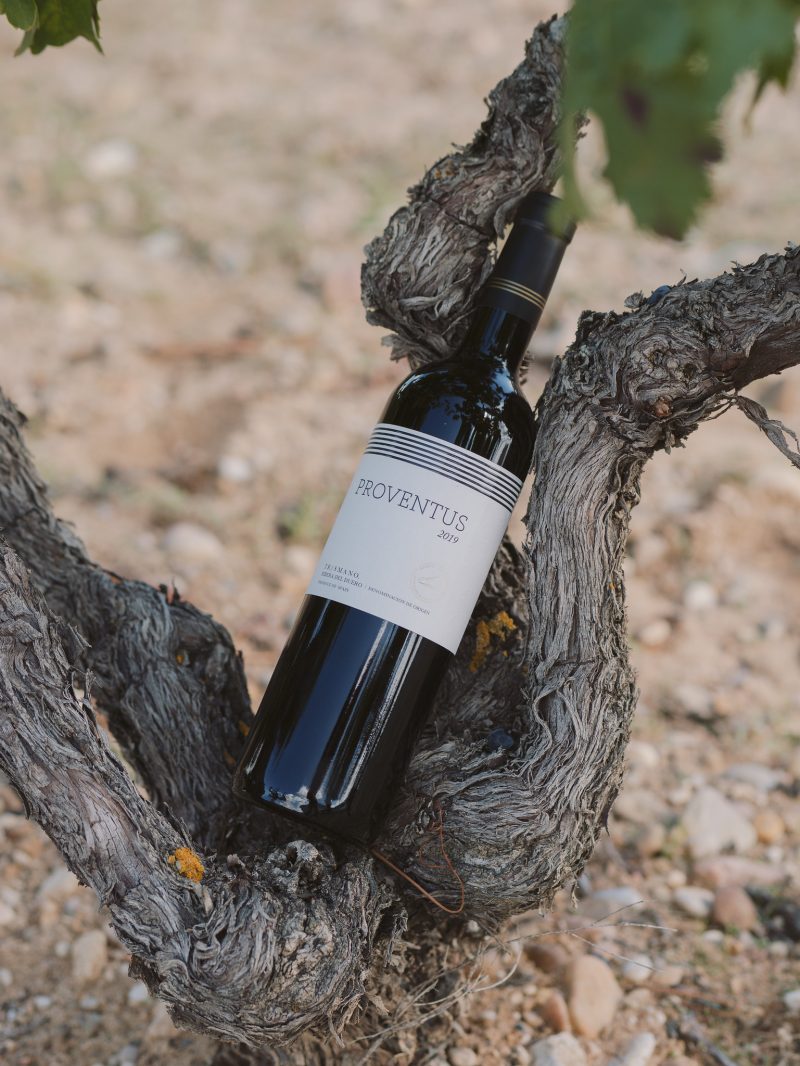 Vino Proventus Tr3smano